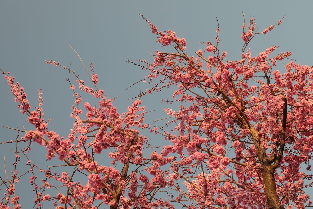 Branches clustered with pink blossoms glow in the late afternoon light